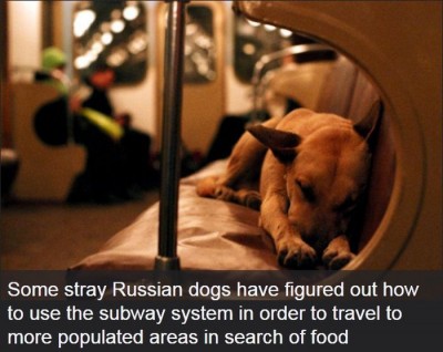 Clever dogs