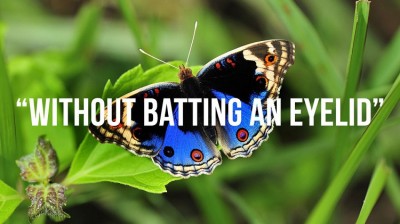 Without batting an eyelid