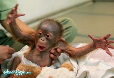 Orangutan