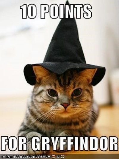 Even the cat is involved