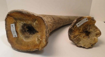 Rhino Horn - $110 / gram