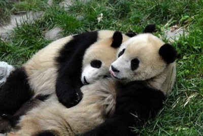 Bear Hugs