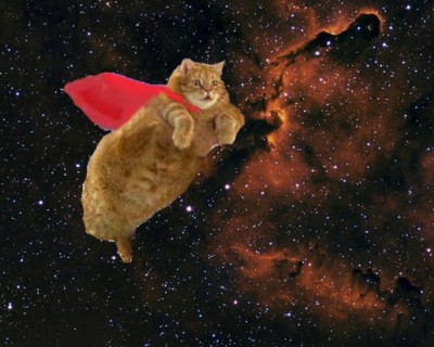 OMG Cats in space