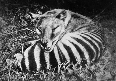 Thylacine