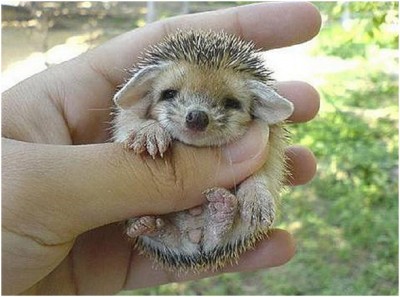 Baby Hedgehog