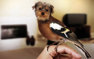 A new Yorkshire terrier