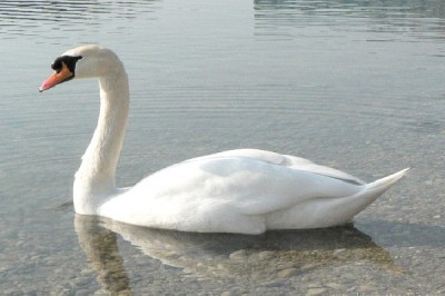 Swan