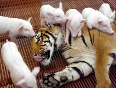 Feeding on the tiger