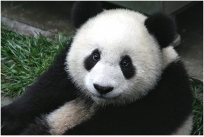 Giant Pandas Are Endangered