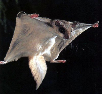 Flying squirrel