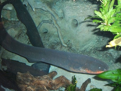 Electric eel
