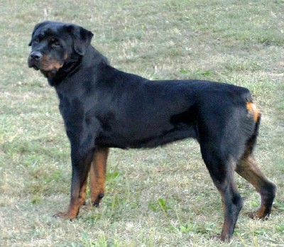 Rottweiler