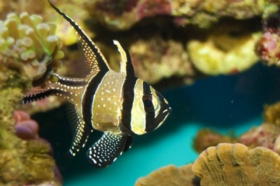 Banggai Cardinal