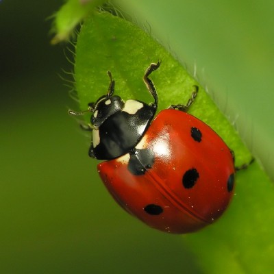 Ladybugs