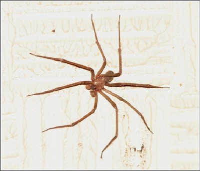 Chilean Recluse Spider