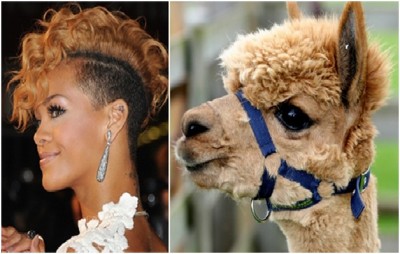Rihanna and the Alpaca