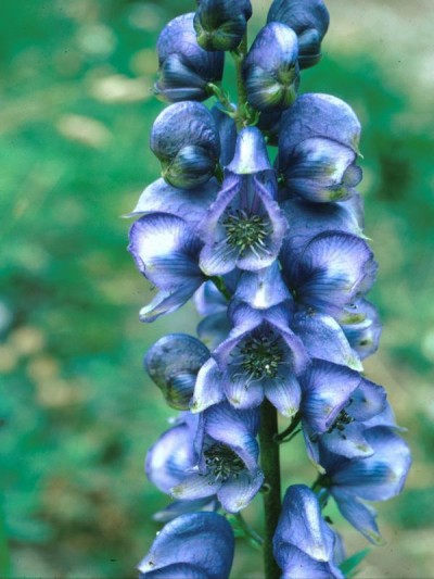 Aconite
