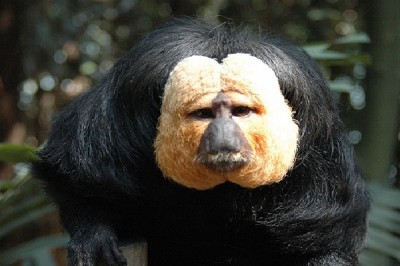 White faced saki monkey