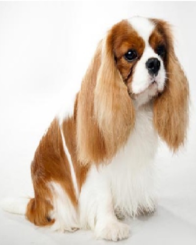 Cavalier King Charles Spaniel