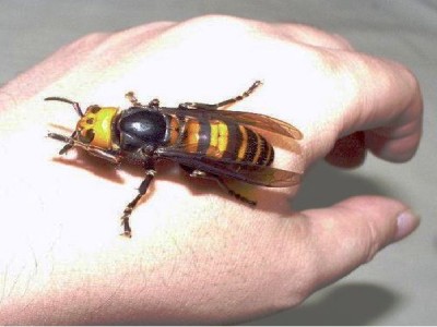 Asian hornet