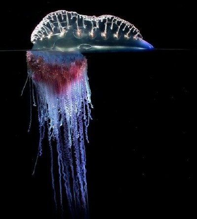 Portuguese Man of war