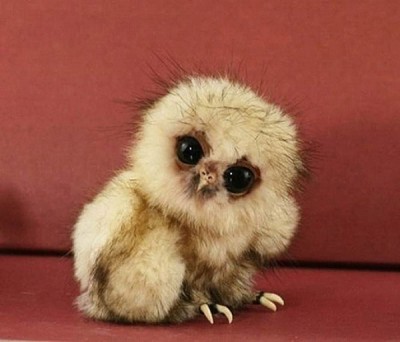 Fluffy Owls