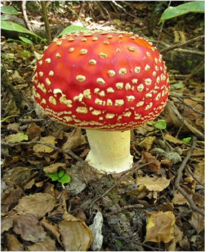 Super Mario Mushroom