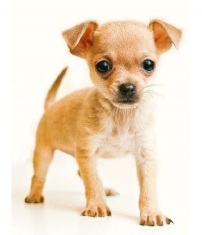 Chihuahua