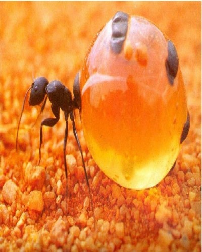 Honeypot Ants