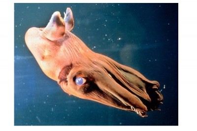 Vampire squid