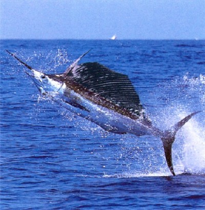 Large Fish