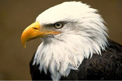 Eagle - Extrovert, Sensing, Thinking, Perceiving (ESTP)