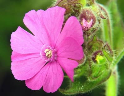 Campion (Silene Tomentosa)