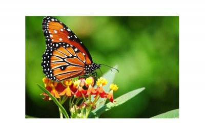 Sell Butterfly's?