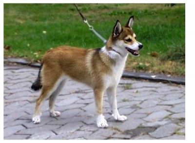 The Norwegian Lundehund