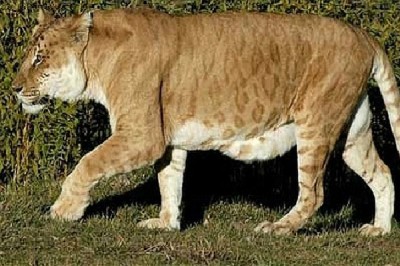 Leopon