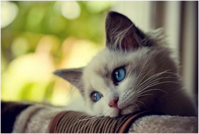 Sad Kitty