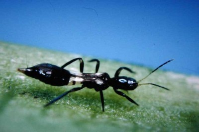 Thrips