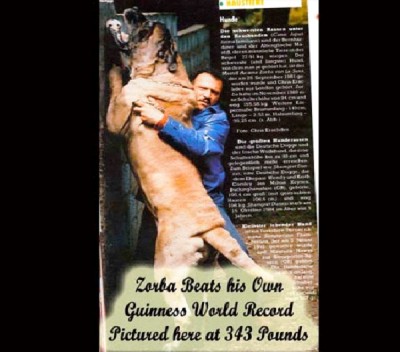 Zorba The English Mastiff