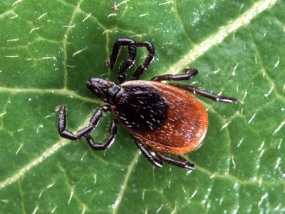 Deer tick