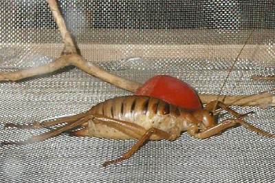 Giant Weta