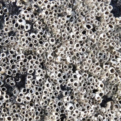 Barnacles