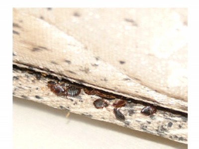 Check Mattress and Cover with Plastic