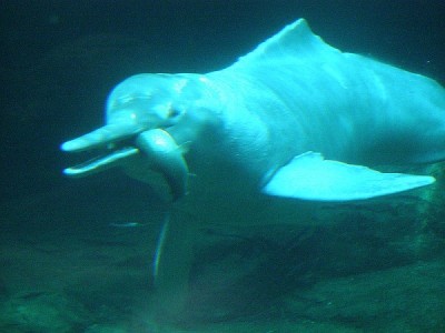 Yangtze River Dolphin