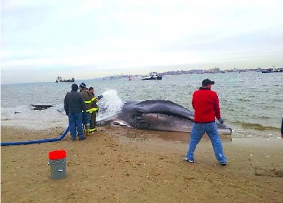 A giant whale