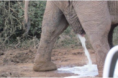 Peeing On Someone Or Being Peed On