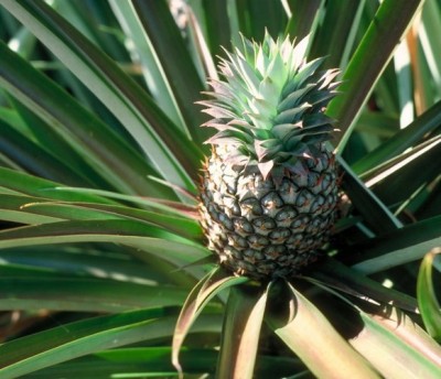 Pineapple