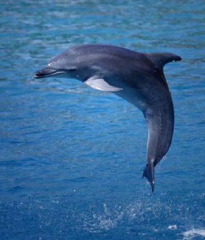 Dolphin