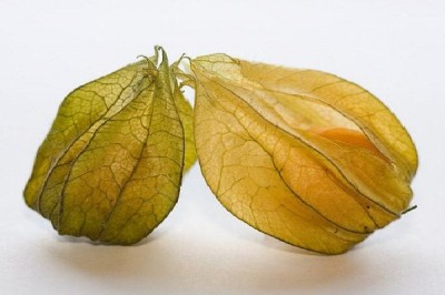 Physalis