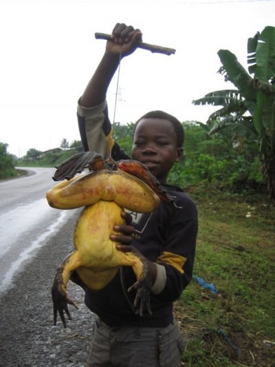 Goliath frog